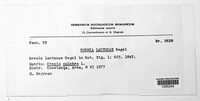 Bremia lactucae image